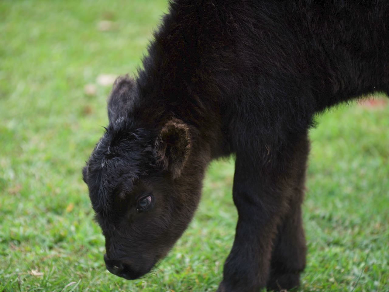 Registered Scottish cattle for sale in Missouri.